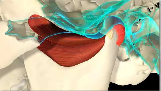 Hands on occlusion